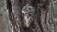 32: 2024-03-25-Eastern Screech-Owl 0C3_0157