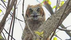 67: 2024-04-28-owlet 0C3_0053