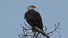 11: 2025-02-08-bad eagle 0C3_0159