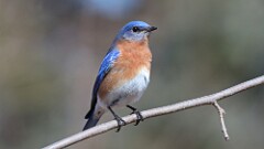 25: 2025-03-09-Eastern Bluebird 0C3_0143