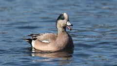 28: 2025-03-10-American Wigeon 0C3_0252