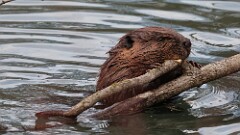 43: 2025-04-03-Beaver 0C3_0250