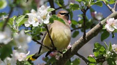 96: 2025-05-15-Cedar Waxwing 0C3_0103