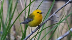 97: 2025-05-15-Prothonotary Warbler 0C3_0856