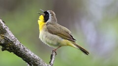 105: 2025-05-18-Common Yellowthroat 0C3_1551