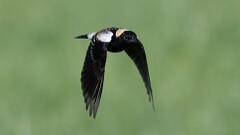 107: 2025-05-19-Bobolink 0C3_0722