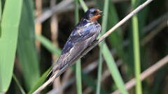 132: 2025-06-07-Barn Swallow 0C3_0725