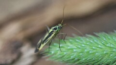 152: 2025-06-21-two-spotted grass bug 6M2_0298