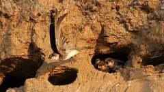 166: 2025-07-02-bank swallow babies 5M2_1213
