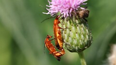 169: 2025-07-03-Common Red Soldier Beetles 5M2_0368