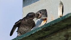 177: 2025-07-12-Purple martin Cicada 0C1_3116