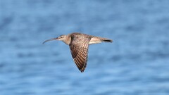 192: 2025-07-21-Whimbrel 0C1_1646