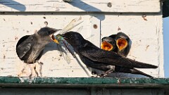 196: 2025-07-23-Purple Martin 0C1_3505