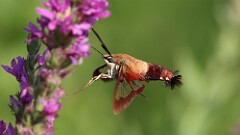 209: 2025-07-31-hummingbird moth 5M2_1157
