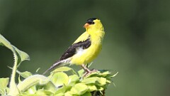 243: 2025-08-24-American Goldfinch 5M2_3946