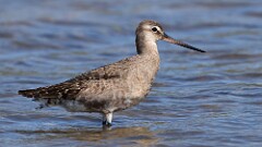 246: 2025-08-24-Hudsonian Godwit 5M2_3641