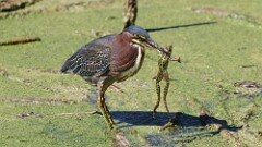 257: 2025-08-31-Green Heron 5M2_2176