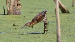 259: 2025-08-31-Least Bittern 5M2_1310