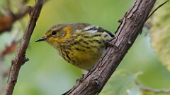 281: 2025-09-18-Cape May Warbler 5M2_0113