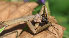 304: 2025-10-10-mantis big bug 5M2_2740