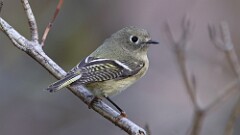 310: 2025-10-18-Ruby-crowned Kinglet 5M2_0779