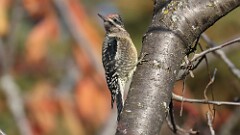 319: 2025-11-18-Yellow-bellied Sapsucker 5M2_1219