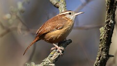 320: 2025-11-19-Carolina Wren 5M2_0930
