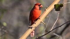 327: 2025-11-20-Northern Cardinal 5M2_0499