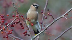 329: 2025-11-22-Cedar Waxwing 5M2_0266