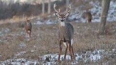 333: 2025-12-11-deer 5M2_0305