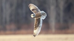 338: 2025-12-24-Short-eared owl 5M2_1755